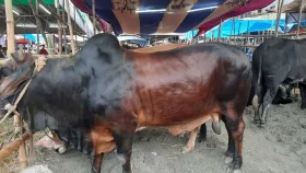 কৃত্রিমভাবে মোটাতাজা করা গরু চিনবেন যেভাবে