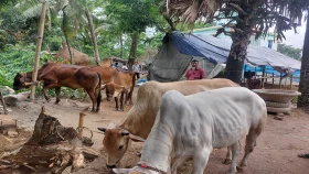 বৃষ্টিতে ১৫ দুবৃর্ত্তের হামলা, ব্যবসায়ীকে কুপিয়ে গরু লুট