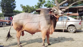 ১৫ লাখ টাকার ক্যাপ্টেন হ্যাডক বিক্রি হলো সাড়ে ১৩ লাখে