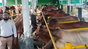 ক্রেতা সঙ্কটে প্রত্যাশিত দাম পাচ্ছেন না খামারিরা