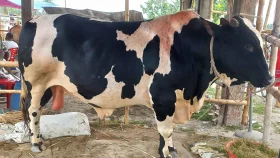 অফারেও বিক্রি হচ্ছে না বড় গরু