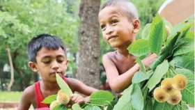 আজ পয়লা আষাঢ়, বর্ষার প্রথম দিন&nbsp;