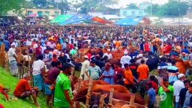 ভারতীয় গরু নিয়ে শঙ্কায় খামারিরা
