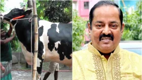 গরুর নাম ডিপজল; ডিপজল বললেন- এটা ভালোবাসা