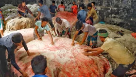 সৌভাগ্যবানরা চামড়া বিক্রি করতে পেরেছেন ২০০-৩০০ টাকায়