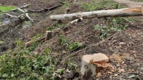 আদমদীঘিতে বিনা অনুমতিতে গাছ কাটার অভিযোগ