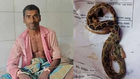কামড় দেওয়া রাসেলস ভাইপার নিয়ে হাসপাতালে কৃষক