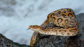 বিষধর সাপে কামড়ালে কী করবেন?