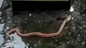 রাসেলস ভাইপারে আক্রান্তদের জন্য মেডিকেল টিম