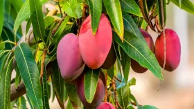 মিয়াজাকি বা সূর্যডিম আমের এত দাম কেন?
