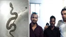জীবিত রাসেলস ভাইপার নিয়ে হাজির কৃষক, বিপাকে বন কর্মকর্তারা