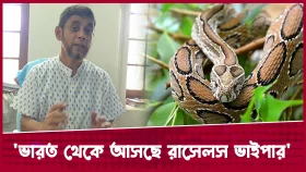সারাদেশে যেভাবে বাড়ছে রাসেলস ভাইপার
