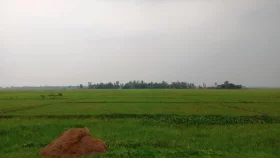 পানিশূন্য চলনবিলের কি হবে