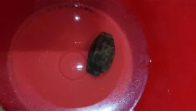 মির্জাপুরে পুকুরে মিলল গ্রেনেড