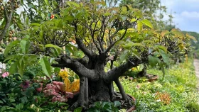 মেলায় একটি গাছের দামই ১৩ লাখ টাকা