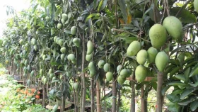 আম বাগান দেখতে চাঁপাইনবাবগঞ্জ যাচ্ছেন বিভিন্ন দেশের রাষ্ট্রদূত