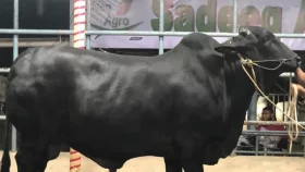 আগামীকাল সাদিক অ্যাগ্রোতে উচ্ছেদ অভিযান চালাবে ডিএনসিসি