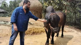 সাদিক অ্যাগ্রোর জালিয়াতি: কোটি টাকার গরুর দাম ট্যাক্স রিটার্নে ১৪ হাজার