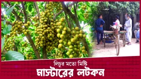 লটকন বিক্রি করে স্কুল শিক্ষকের আয় ১০ লাখ টাকা