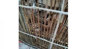 মাছ ধরার ফাঁদে রাসেলস ভাইপার