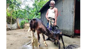 ছাগলের দুধ খাচ্ছে বাছুর!