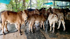 সাদিক অ্যাগ্রোর খামারে নিষিদ্ধ ব্রাহমা গরু