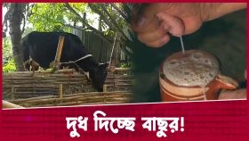 বাচ্চা ছাড়াই ৩ লিটার দুধ দিচ্ছে বকনা বাছুর!