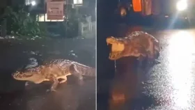 প্রবল বৃষ্টির পর রাস্তায় হাঁটছে কুমির!