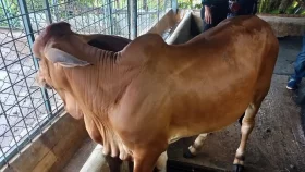 সাদিক অ্যাগ্রোর খামারে মিলল ব্রাহমা-উট-ঘোড়া-হাঁস-মুরগি