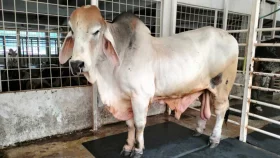 সাদিক অ্যাগ্রো থেকে ব্রাহমা জাতের ৬ গরু জব্দ