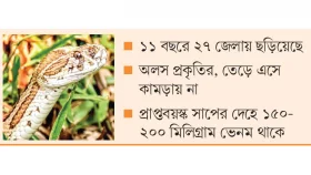 সব দংশনে বিষ দেয় না রাসেলস ভাইপার