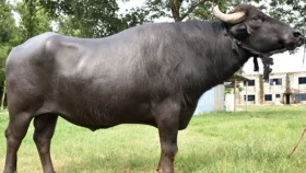 পুলিশ না পারলেও সমস্যার সমাধান করল মহিষ