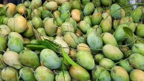 ফের ঠাকুরগাঁওয়ের আম যাচ্ছে ইউরোপে