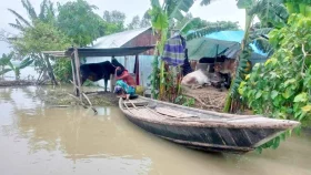 টাঙ্গাইলের চরাঞ্চলে তীব্র খাদ্য সংকট, নেই কাজকর্ম