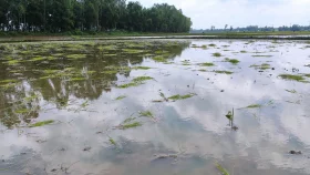 বগুড়ায় ধানের চারার সঙ্গে এ কেমন শত্রুতা!