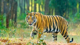বাঘের সঙ্গে লড়াই করে প্রাণে বেঁচে ফিরলেন প্রতিবন্ধী জেলে