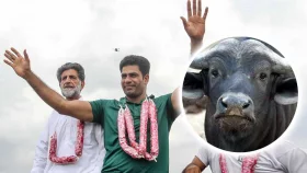 জামাই অলিম্পিকে সোনা জেতায় মহিষ উপহার দিচ্ছেন শ্বশুর