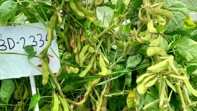 উচ্চফলনশীল সয়াবিনের জাত উদ্ভাবন