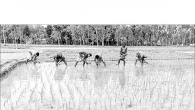 কুড়িগ্রামে চলছে আমন আবাদ বন্যার আশঙ্কায় কৃষকরা