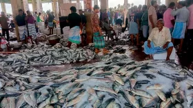 ভরা মৌসুমেও ইলিশের দাম চড়া&nbsp;