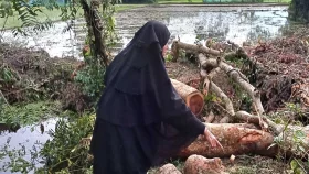 গাছের সঙ্গে এ কেমন শত্রুতা!