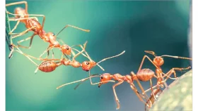 ইসলামে জীবজন্তুর অধিকার
