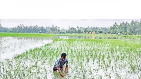 বন্যার পর কৃষকের করণীয়