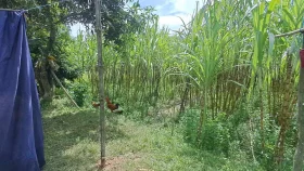 শিয়াল মারার ফাঁদে প্রাণ গেল দম্পত্তির&nbsp;