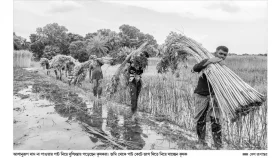 ফরিদপুরে পাট নিয়ে দুশ্চিন্তায় চাষিরা