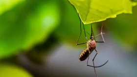 মশাবাহিত ভাইরাসে মার্কিন নাগরিকের মৃত্যু