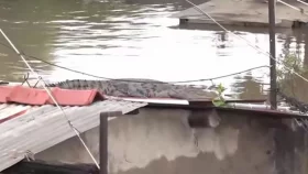 ভয়াবহ বন্যায় বিপর্যস্ত গুজরাট, বাড়ির ছাঁদে উঠে গেল কুমির