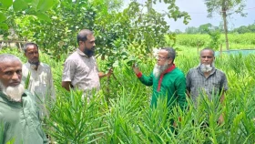 নতুন পদ্ধতিতে আদা চাষে লাভবান হচ্ছে কৃষক