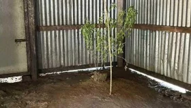 চারদিকে পানি, ঘরের ভেতর দাফন করা হয় প্রিয়বালাকে