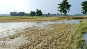 বন্যা ও জোয়ারের পানিতে ফসলের ব্যাপক ক্ষয়ক্ষতি